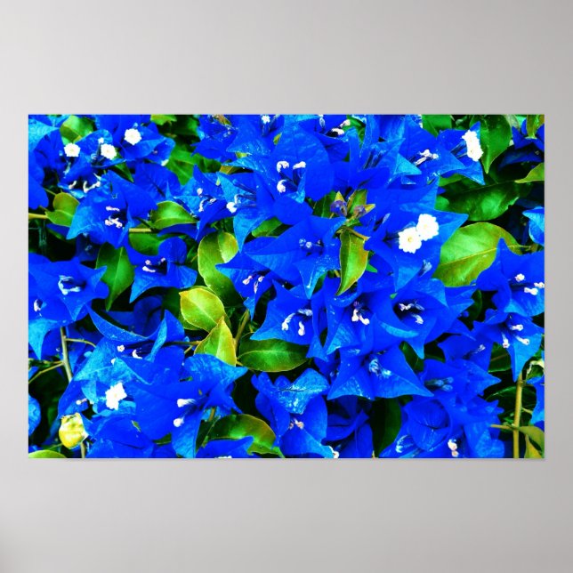 Lebhafte Blue Bougainvillea Blume Poster (Vorne)