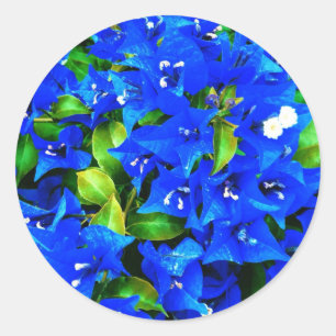 Lebhafte Blue Bougainvillea Blume Runder Aufkleber