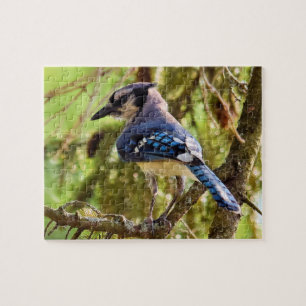Lebhafte Blue Jay im Hinterhof - 8x10 - 110 Stk. Puzzle