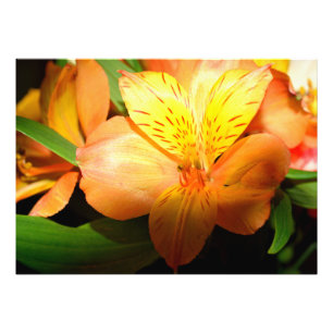 Lebhafte Blume der Farblilie Fotodruck