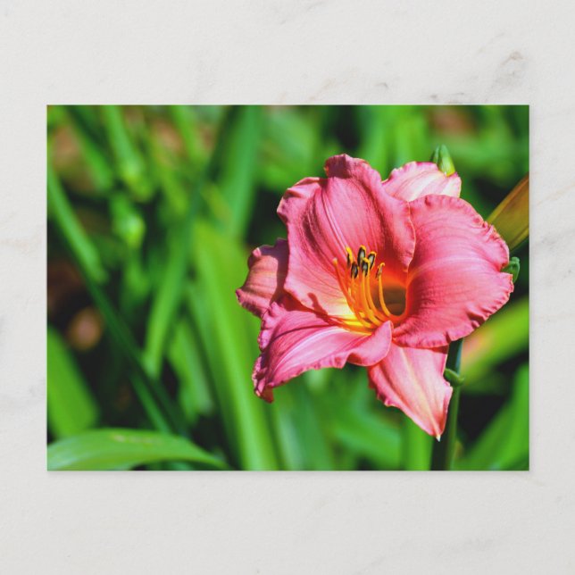 Lebhafte Blume Postkarte (Vorderseite)