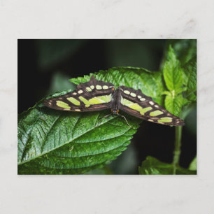 Lebhafte grüne Postkarte