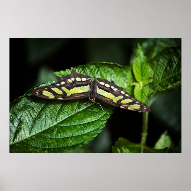 Lebhafte grüne Printwerbung Poster (Vorne)