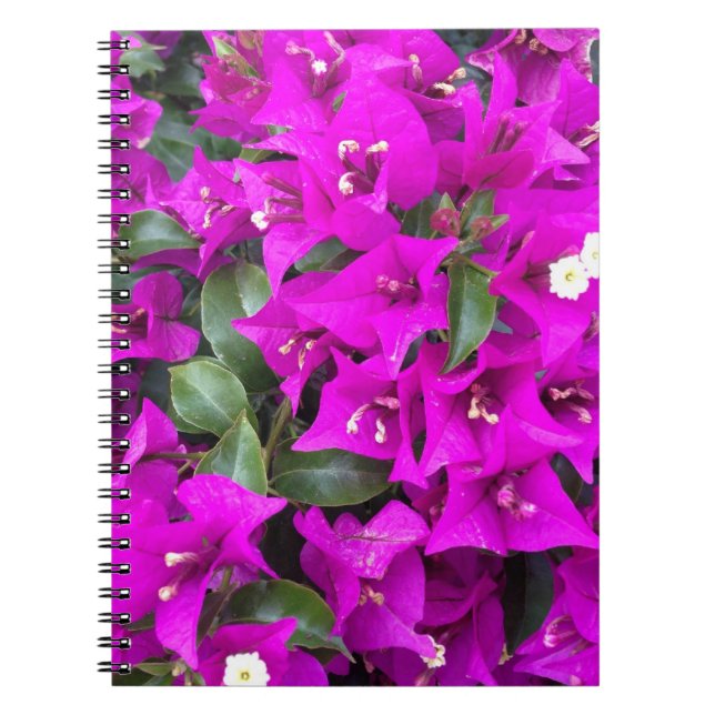 Lebhafte Lila Bougainvillea-Blume Notizblock (Vorderseite)