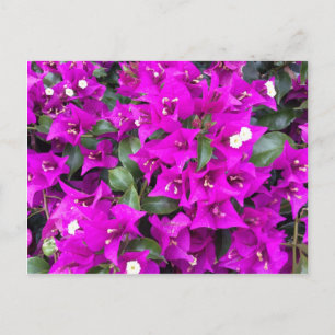 Lebhafte Lila Bougainvillea-Blume Postkarte