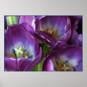 Lebhafte Lila Tulips Poster