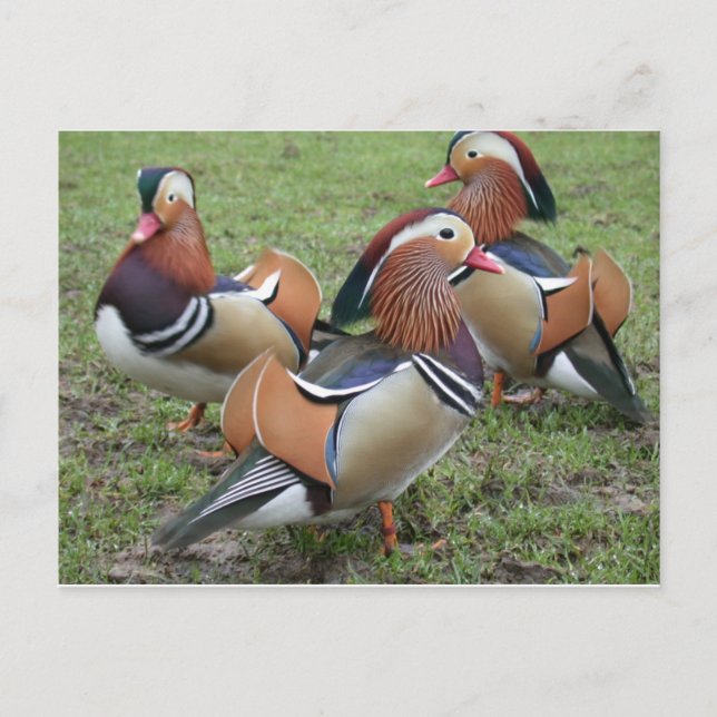 Lebhafte Mandarin Duck Postcard Postkarte (Vorderseite)