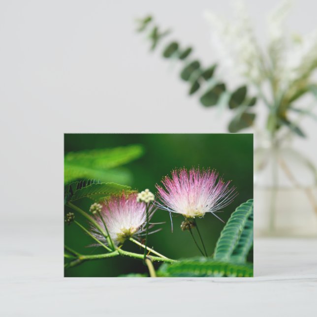Lebhafte Mimosa-Blume Postkarte (Stehend Vorderseite)