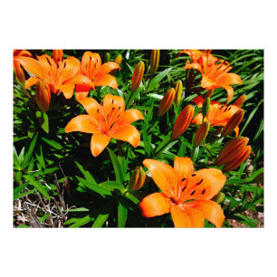 Lebhafte Orange Asian Lilies Fotodruck