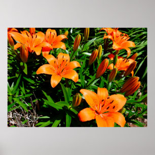Lebhafte Orange Asian Lilies Poster