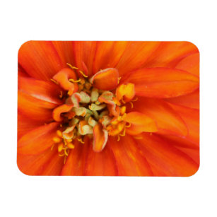 Lebhafte Orange-Blume Magnet