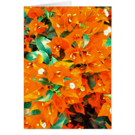 Lebhafte Orange Bougainvillea Blume