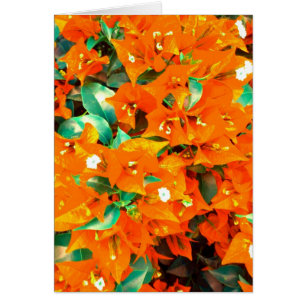 Lebhafte Orange Bougainvillea Blume