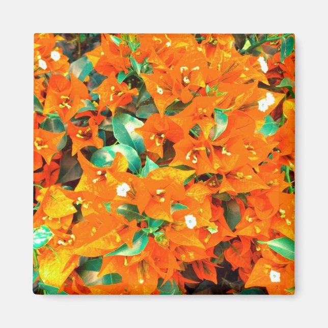 Lebhafte Orange Bougainvillea Blume Magnet (Vorne)