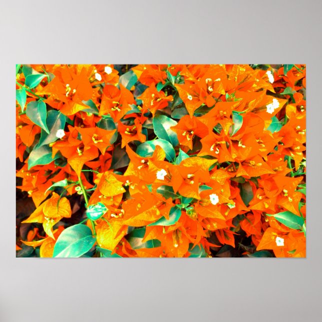 Lebhafte Orange Bougainvillea Blume Poster (Vorne)