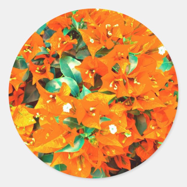 Lebhafte Orange Bougainvillea Blume Runder Aufkleber (Vorderseite)