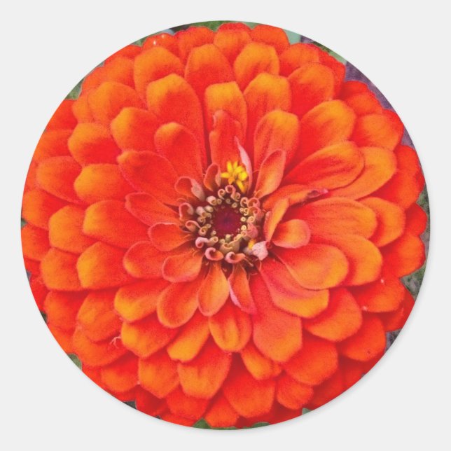 Lebhafte Orange Zinnia Blumenkleber / Siegel Runder Aufkleber (Vorderseite)
