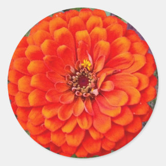 Lebhafte Orange Zinnia Blumenkleber / Siegel Runder Aufkleber