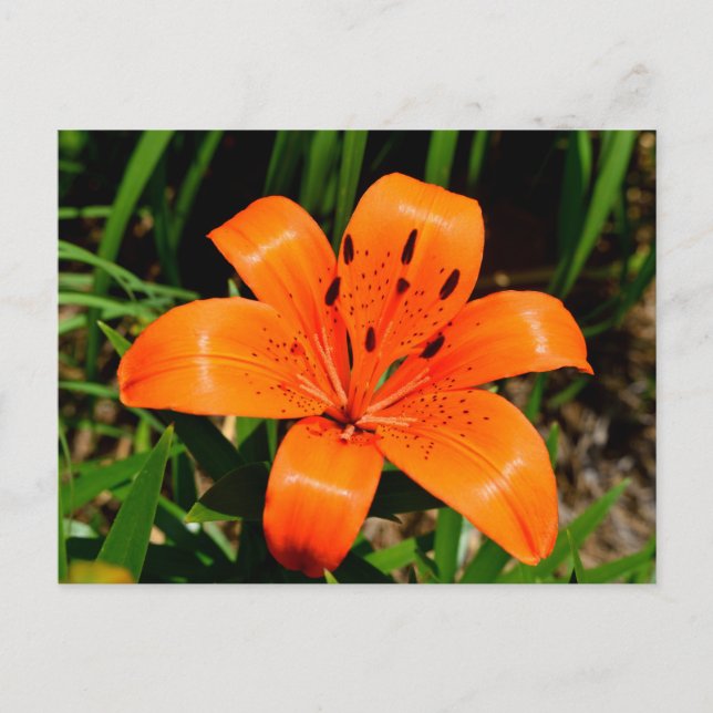 Lebhafte Orangenlilie-Blume Postkarte (Vorderseite)