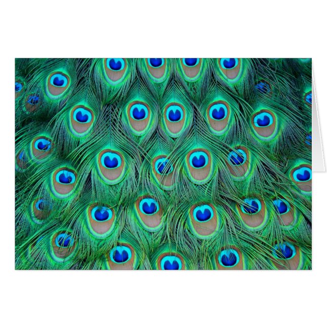 Lebhafte Peacock Feathers (Vorderseite (Horizontal))