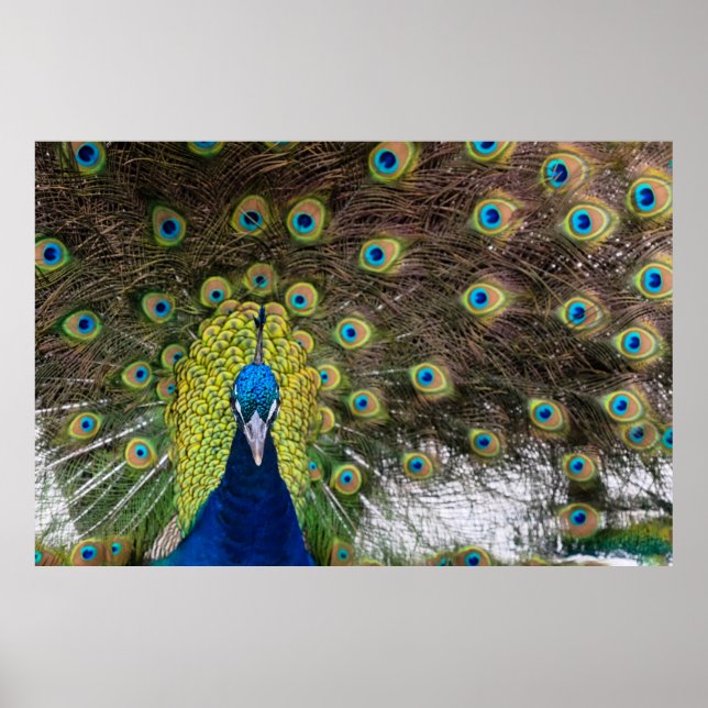 Lebhafte Peacock Feathers Poster (Vorne)