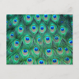 Lebhafte Peacock Feathers Postkarte