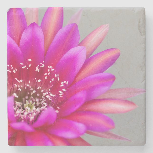 Lebhafte Pink Cactus Blume Blütenblätter Steinuntersetzer (Vorderseite)
