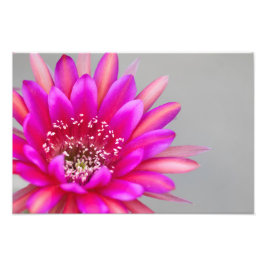 Lebhafte Pink Cactus Blume Petals Fotodruck