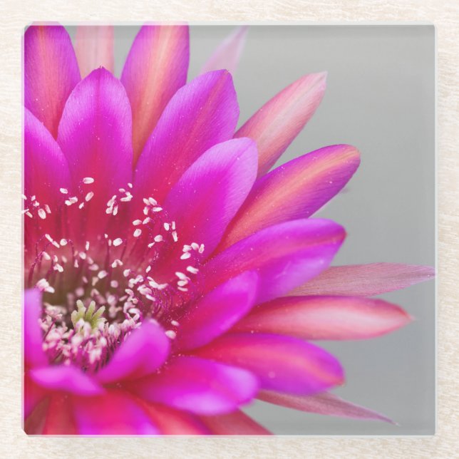 Lebhafte Pink Cactus Blume Petals Glasuntersetzer (Vorderseite)