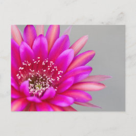 Lebhafte Pink Cactus Blume Petals Postkarte