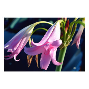 Lebhafte Pink Lily Fotodruck