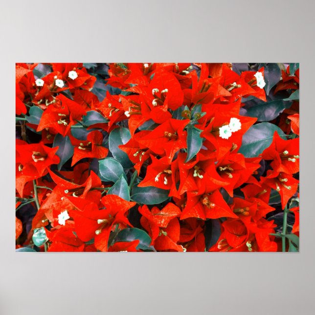 Lebhafte Red Bougainvillea Blume Poster (Vorne)