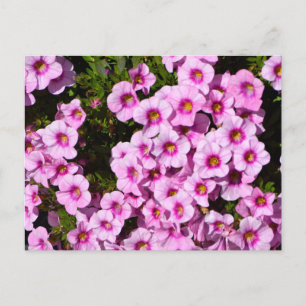 Lebhafte, rosa blühende Blume Postkarte