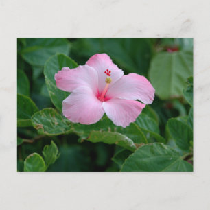 Lebhafte rosa Hibiskus-Blume Postkarte