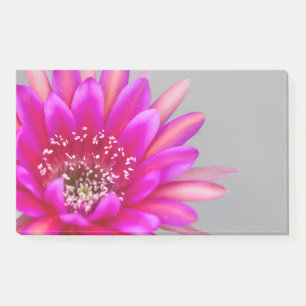 Lebhafte rosa Kaktus Blume Blätter. Post-it Klebezettel