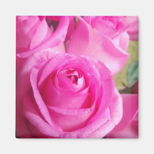 Lebhafte rosa Rosen Magnet