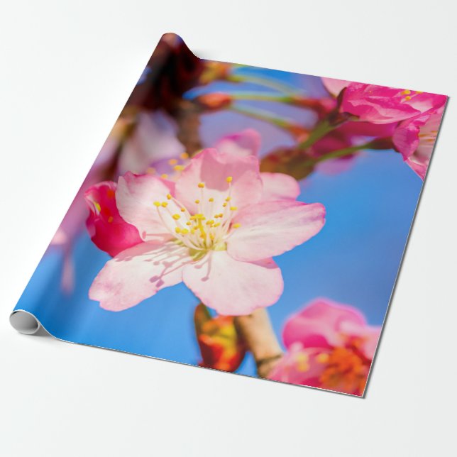 Lebhafte rosa Sakura-Blüten und ein klarer blauer  Geschenkpapier (Ungerollt)