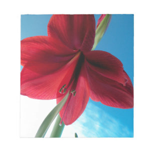 Lebhafte rote Amaryllis-Blüte Notizblock
