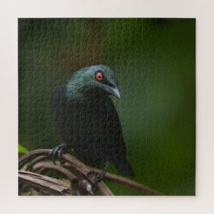 Lebhafte rote Augen des asiatischen Glossy Starlin Puzzle