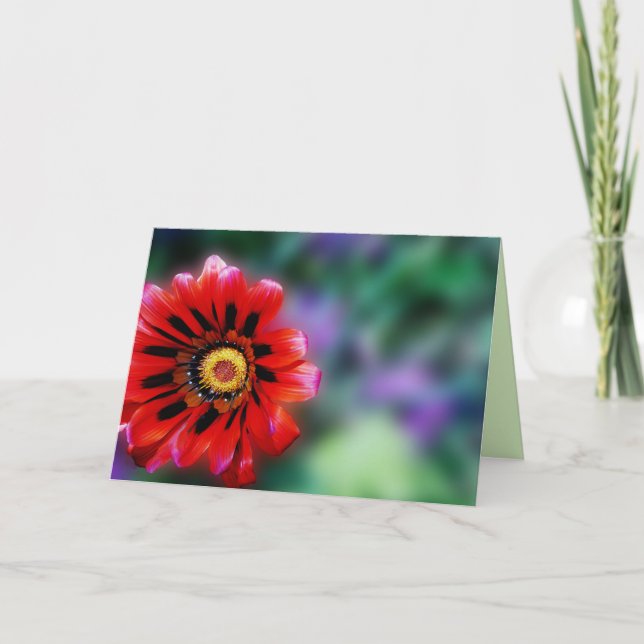 Lebhafte rote Blume Gazania Floral, leere Begrüßun Karte (Vorderseite)