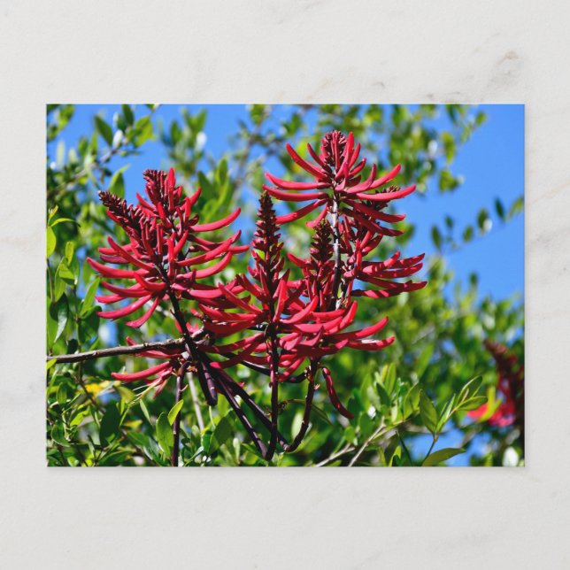 Lebhafte Rote Blume Postkarte (Vorderseite)