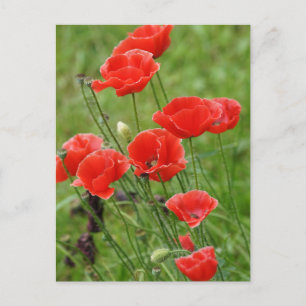 Lebhafte Rote Mohnblume-Blume Postkarte