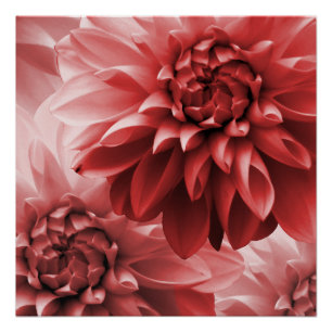 Lebhafte Rote Monotone Dahlia Blume Poster