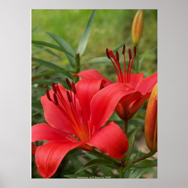 Lebhafte Schönheit - von W. Michael Ley - ... Poster (Vorne)