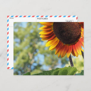Lebhafte Sommersonnenblume Postkarte
