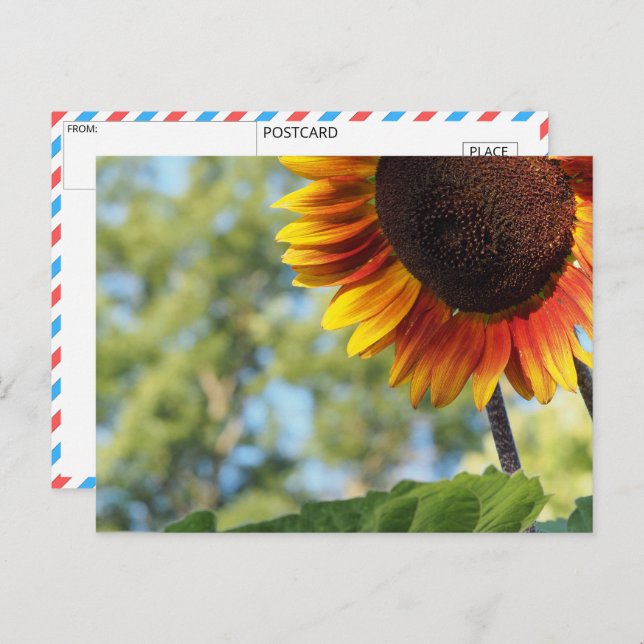 Lebhafte Sommersonnenblume Postkarte (Vorne/Hinten)