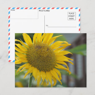 Lebhafte Sommersonnenblume Postkarte