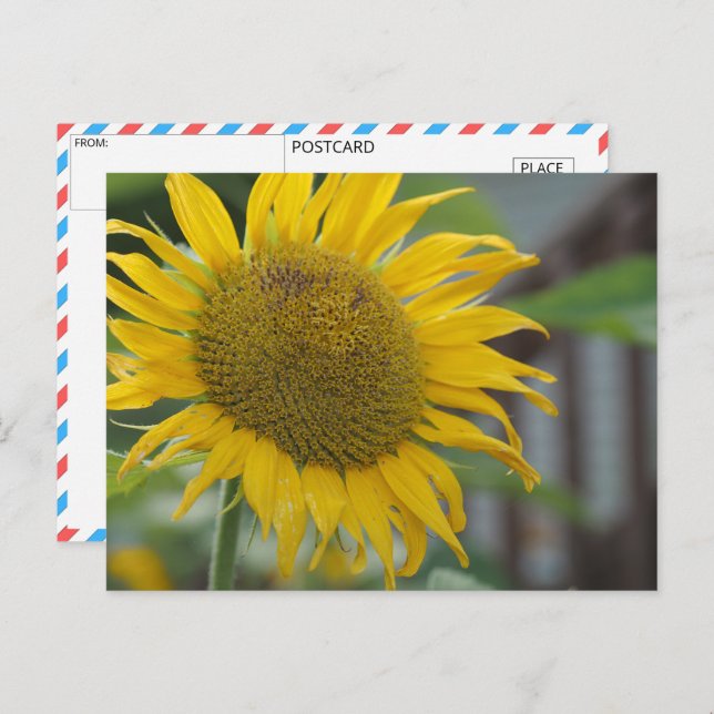 Lebhafte Sommersonnenblume Postkarte (Vorne/Hinten)
