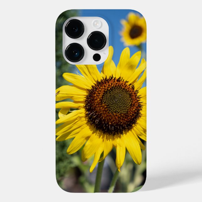 Lebhafte Sonnenblumen Case-Mate iPhone Hülle (Rückseite)