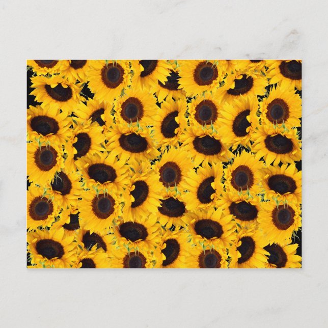 Lebhafte Sonnenblumen Naturblumendrucke Postkarte (Vorderseite)